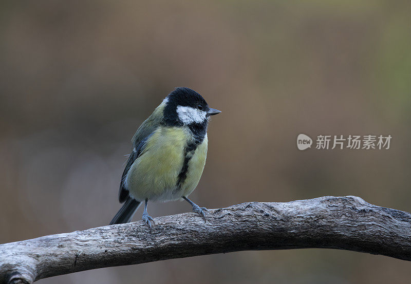 栖息大山雀(Parus Major)